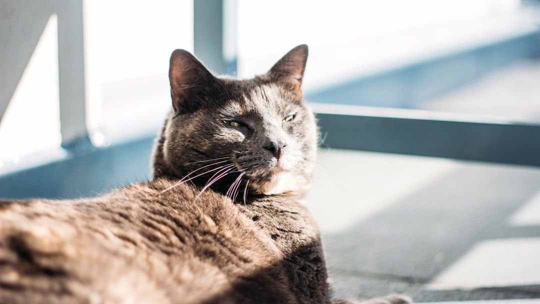 Your Cat's Favorite Sunbeam Spot Has More Meaning Than You Realize