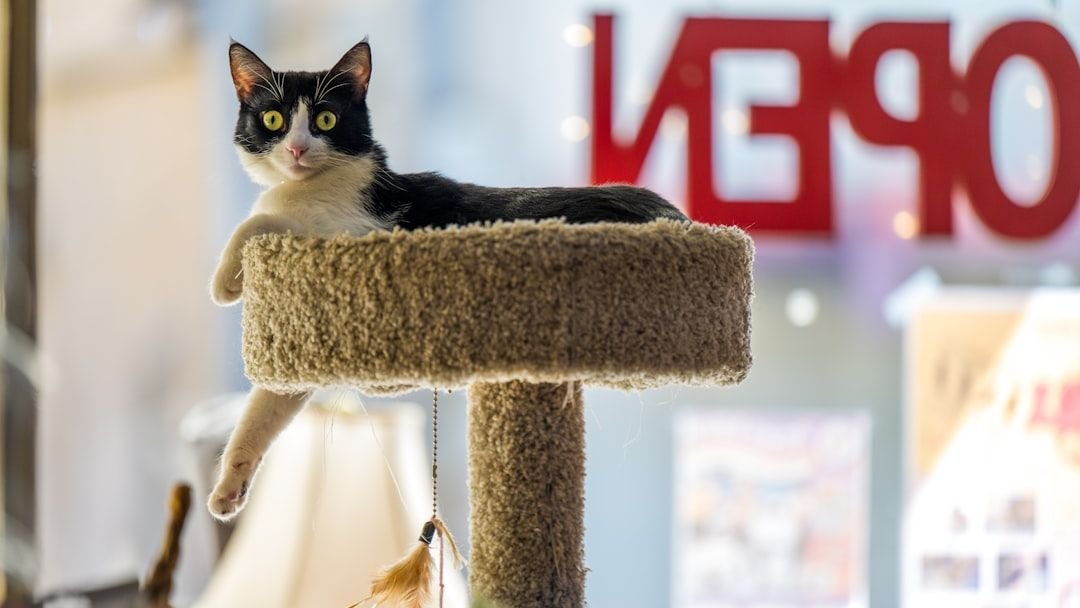 Your Cat's Obsession with High Places Isn't Just for Fun; It's Instinct
