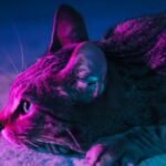 12 Little-Known Facts About Your Cat's Amazing Night Vision