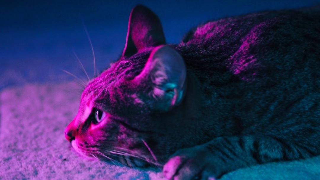 12 Little-Known Facts About Your Cat's Amazing Night Vision