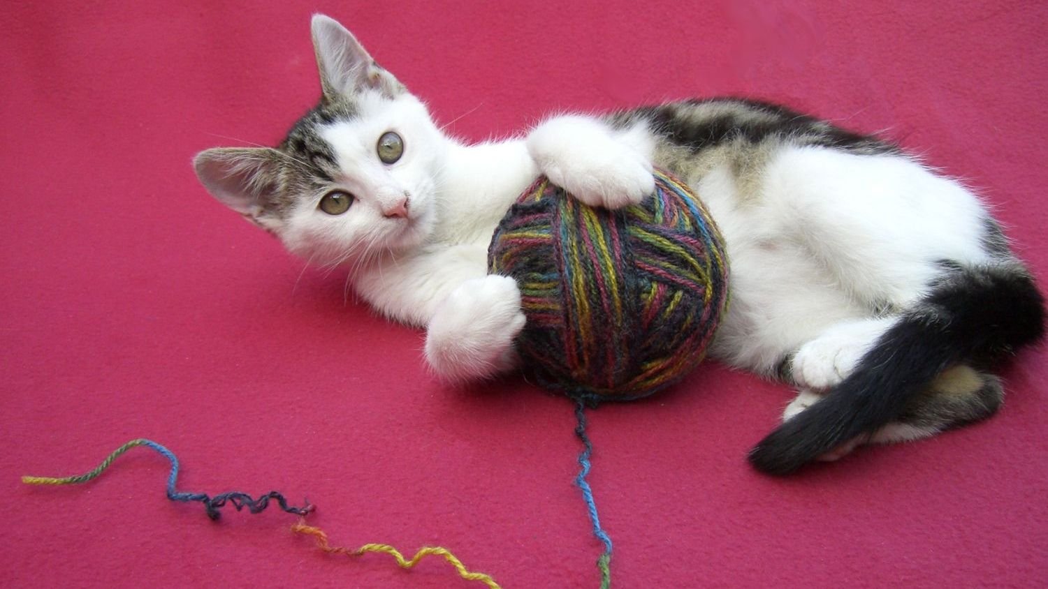 10 Common Household Items Your Cat Thinks Are the Best Toys Ever