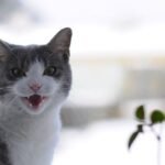 That Strange Chirping Sound Your Cat Makes? Here's What It Means