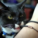 The Strange Truth About Why Your Cat 'Hunts' Dust Bunnies and Hair Ties