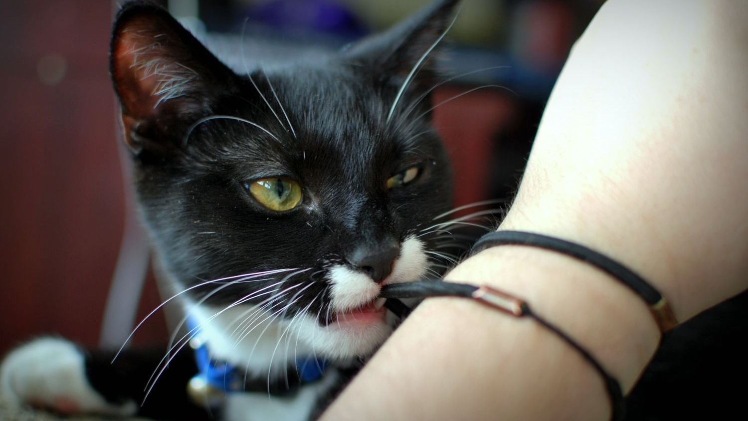 The Strange Truth About Why Your Cat 'Hunts' Dust Bunnies and Hair Ties