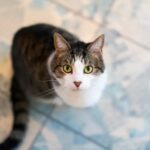 9 Ways Your Cat Communicates Hunger Without a Single Meow