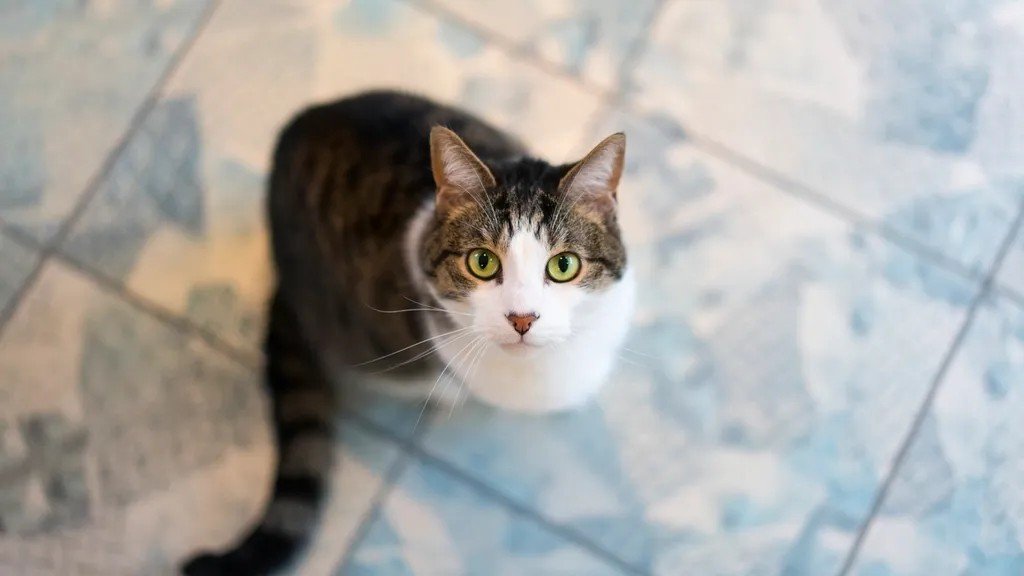 9 Ways Your Cat Communicates Hunger Without a Single Meow