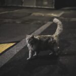 Your Cat's Nighttime Zoomies Are a Sign of a Happy, Healthy Feline
