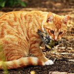 What It Means When Your Cat Brings You Their 'Presents' (Good or Bad?)