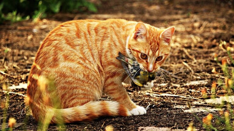 What It Means When Your Cat Brings You Their 'Presents' (Good or Bad?)