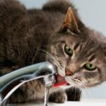 Your Cat's Obsession with Water Faucets Isn't Just Thirst; It's Play