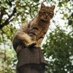 Your Cat's Love for High Places Is a Primal Echo of the Wild