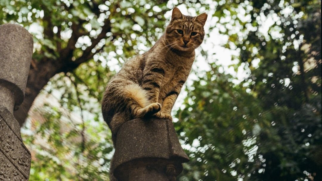 Your Cat's Love for High Places Is a Primal Echo of the Wild