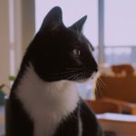 14 Common Misconceptions About Cats That Every Owner Should Know