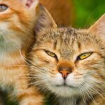 A Cat's Slow Blink Is the Ultimate Declaration of Feline Trust