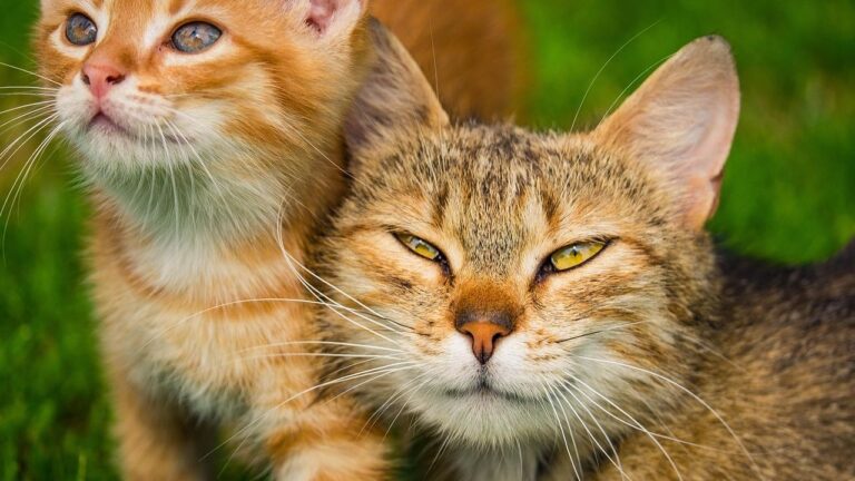 A Cat's Slow Blink Is the Ultimate Declaration of Feline Trust