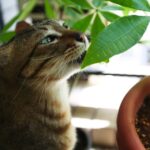 7 Common Household Plants That Are Secretly Toxic to Your Cat