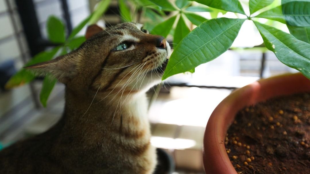 7 Common Household Plants That Are Secretly Toxic to Your Cat