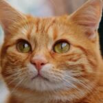 What If Your Cat's Quirks Are Actually Signs of Genius?