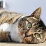 Do Cats Remember Their Previous Owners? The Lingering Echoes of Love
