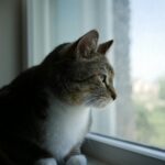 Window Watching and Environmental Monitoring: The Art of Doing Nothing
