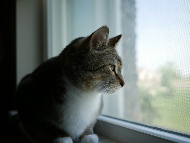 Window Watching and Environmental Monitoring: The Art of Doing Nothing