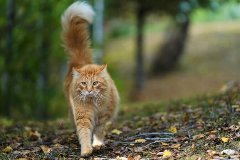 The Tail Tells Tales You've Been Missing