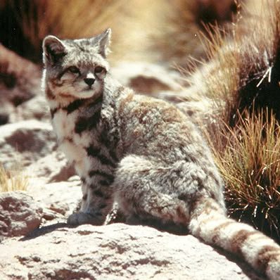 Fighting for the Ghost Cat's Future