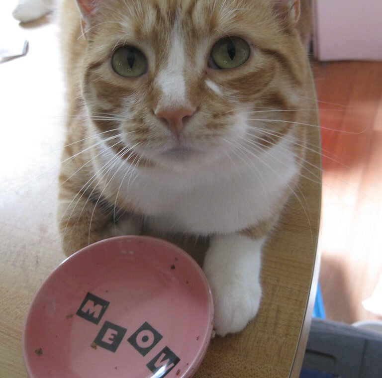 The Pitiful Empty Bowl Display