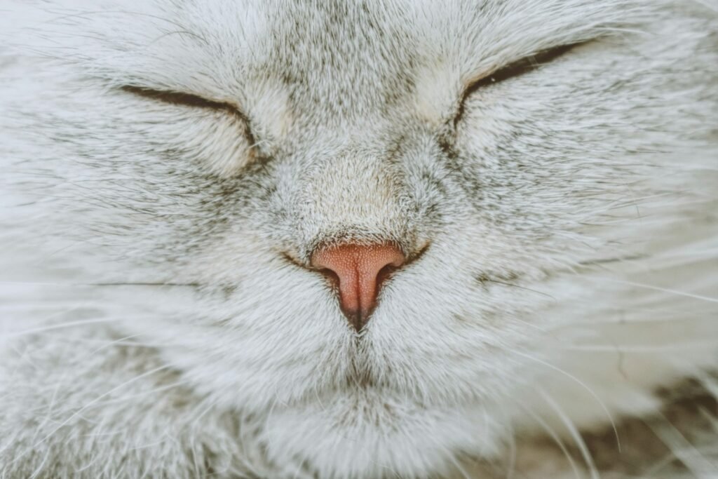 The Slow Blink: Science Finally Cracks the Cat's Secret Language 
