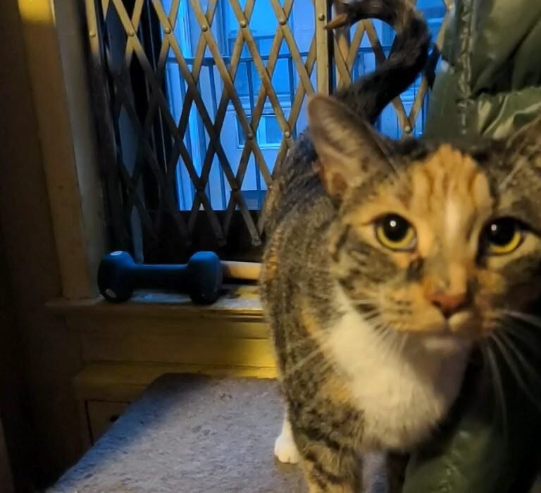 The Question Mark Tail and Playful Invitations