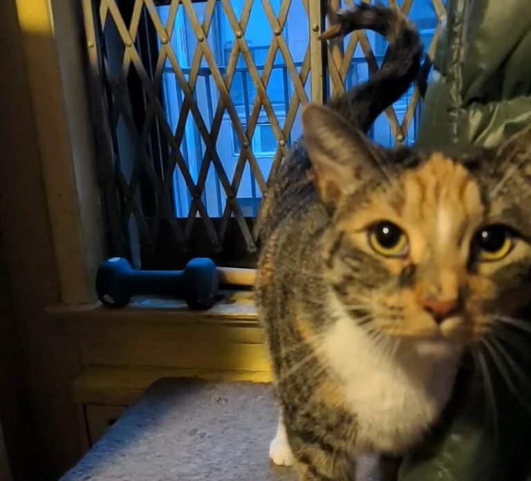 Decoding the Movement of That Expressive Tail