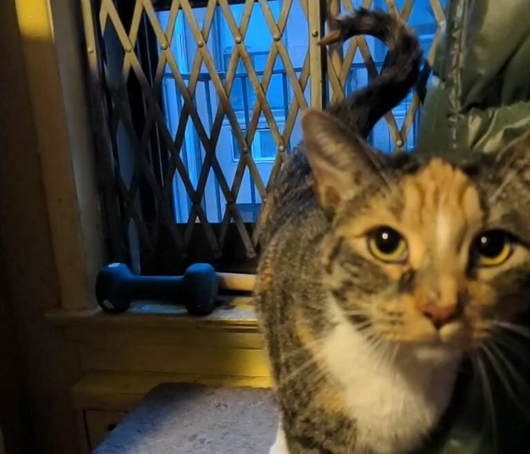 The Question Mark Tail Position 