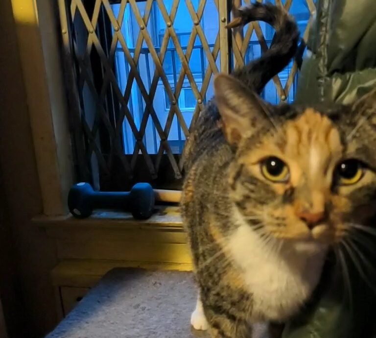 The Tail Question Mark 