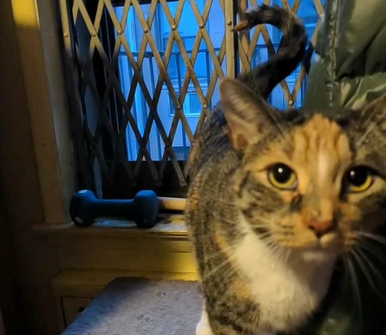 The Question Mark Tail 