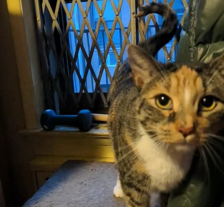 The Question Mark Tail: Your Cat Is in the Best Mood 