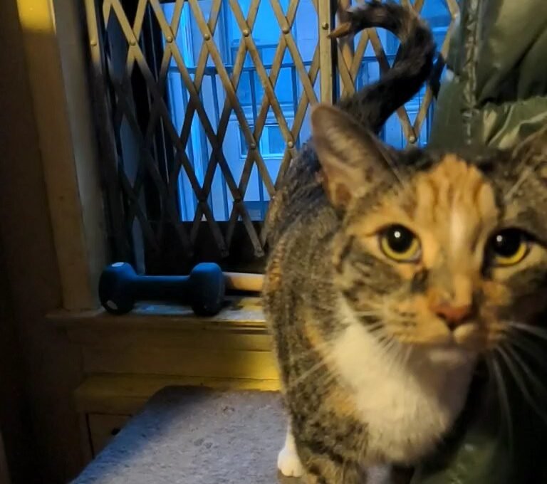 The Question Mark Tail: An Invitation You Shouldn't Ignore 