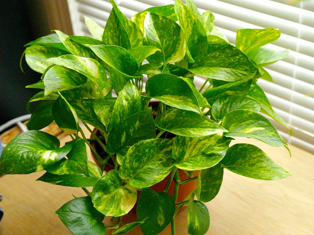 2. Pothos: The Beloved Trailing Vine That Bites Back