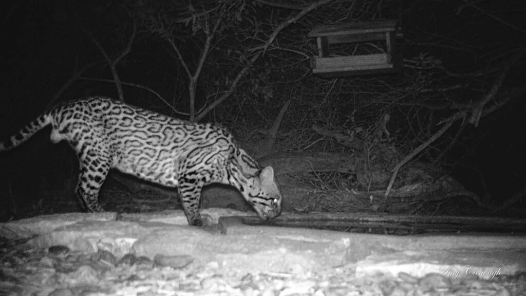 Elusive Carnivorous Animal Filmed in Texas, Among Just 100 in the State