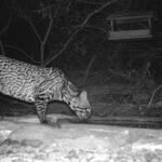 Elusive Carnivorous Animal Filmed in Texas, Among Just 100 in the State