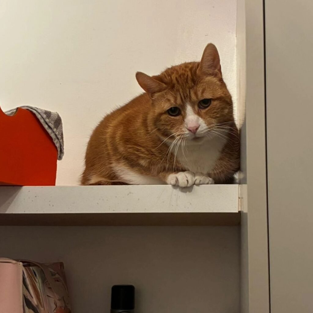 Heartbreak as Rescue Shows 11-Year-Old Cat Having a Hard Time in Foster Home