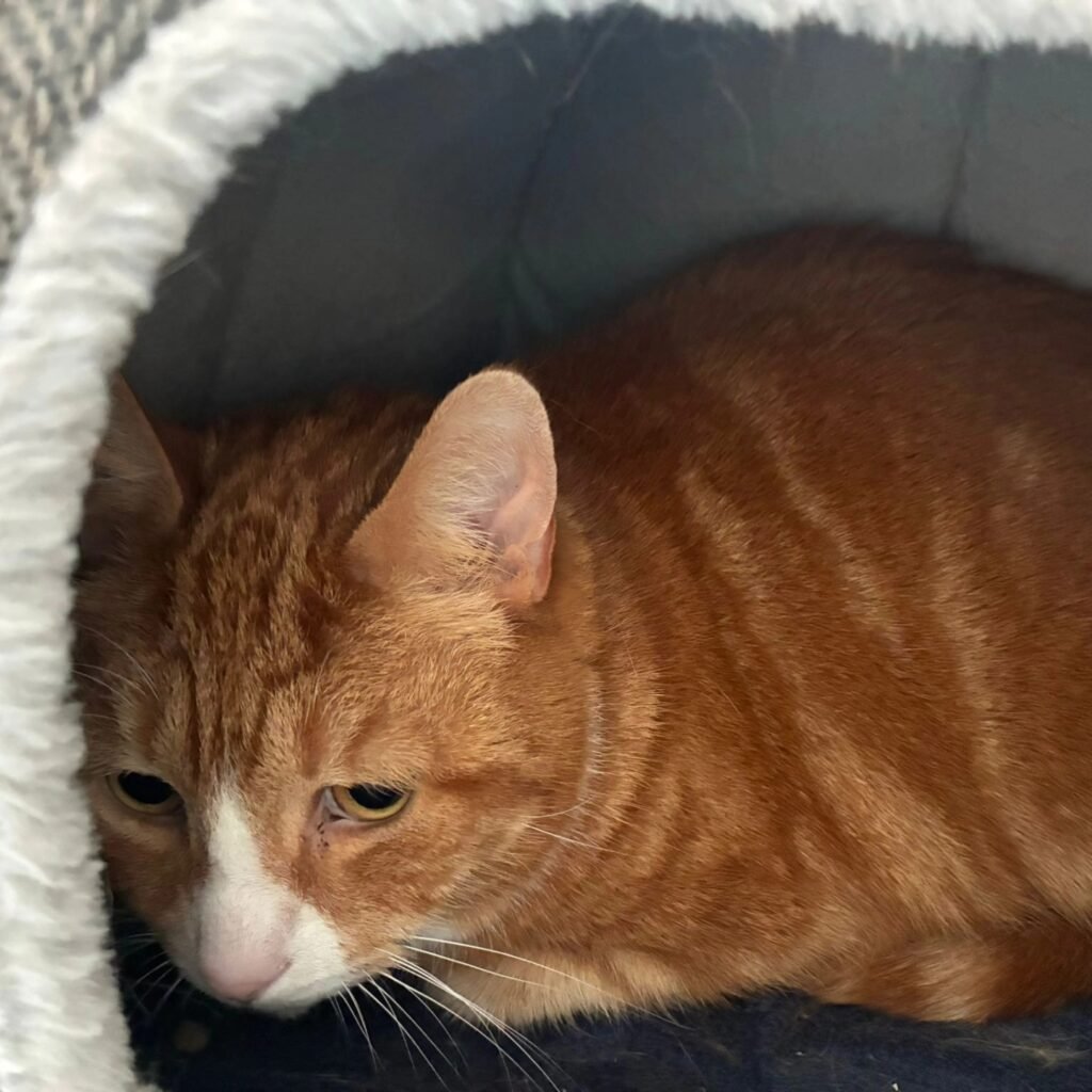 Heartbreak as Rescue Shows 11-Year-Old Cat Having a Hard Time in Foster Home
