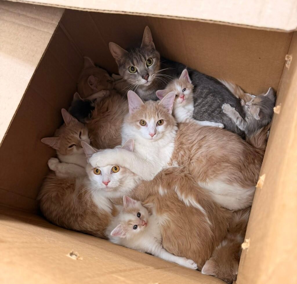 Shelter Stunned After Finding 10 Cats in Box in the Snow
