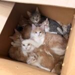 Shelter Stunned After Finding 10 Cats in Box in the Snow