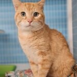 Heartbreak for 15-Year-Old Cat Surrendered When Owner Can No Longer Care for Him