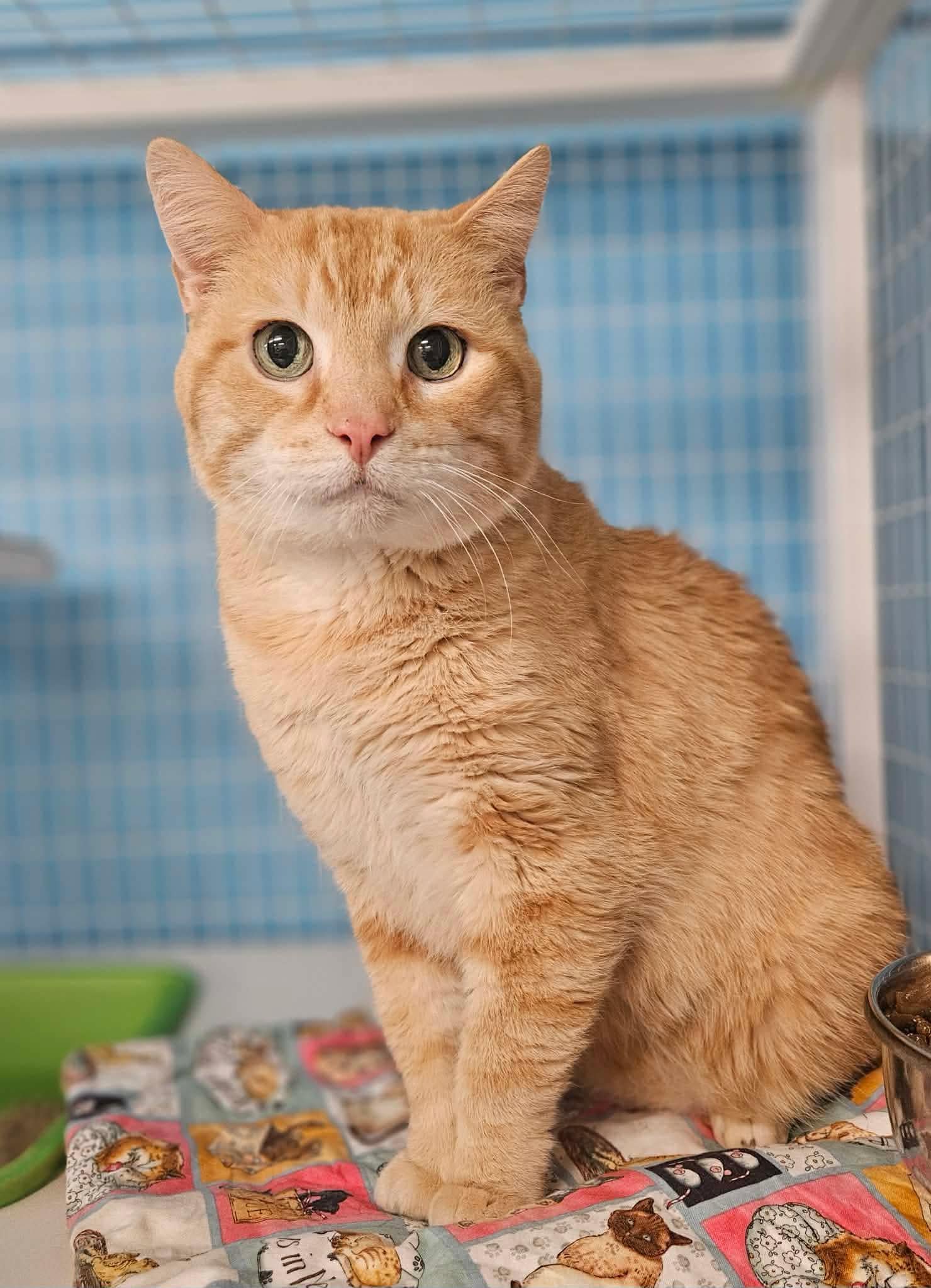 Heartbreak for 15-Year-Old Cat Surrendered When Owner Can No Longer Care for Him