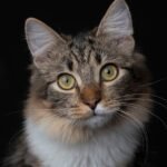 Shelters Rely on Fosters Amid Rising Demand