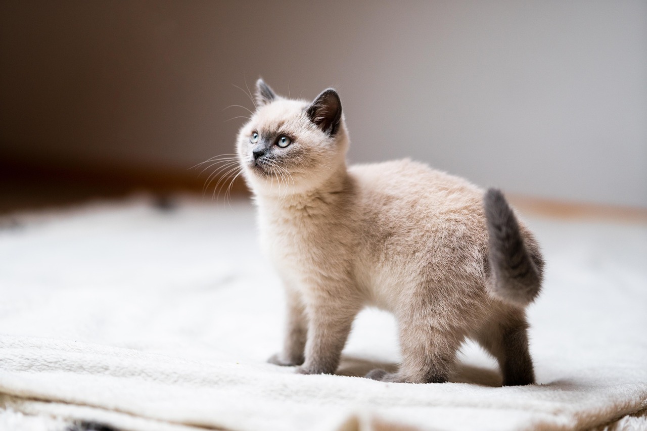 2. Your Cat Follows You From Room to Room