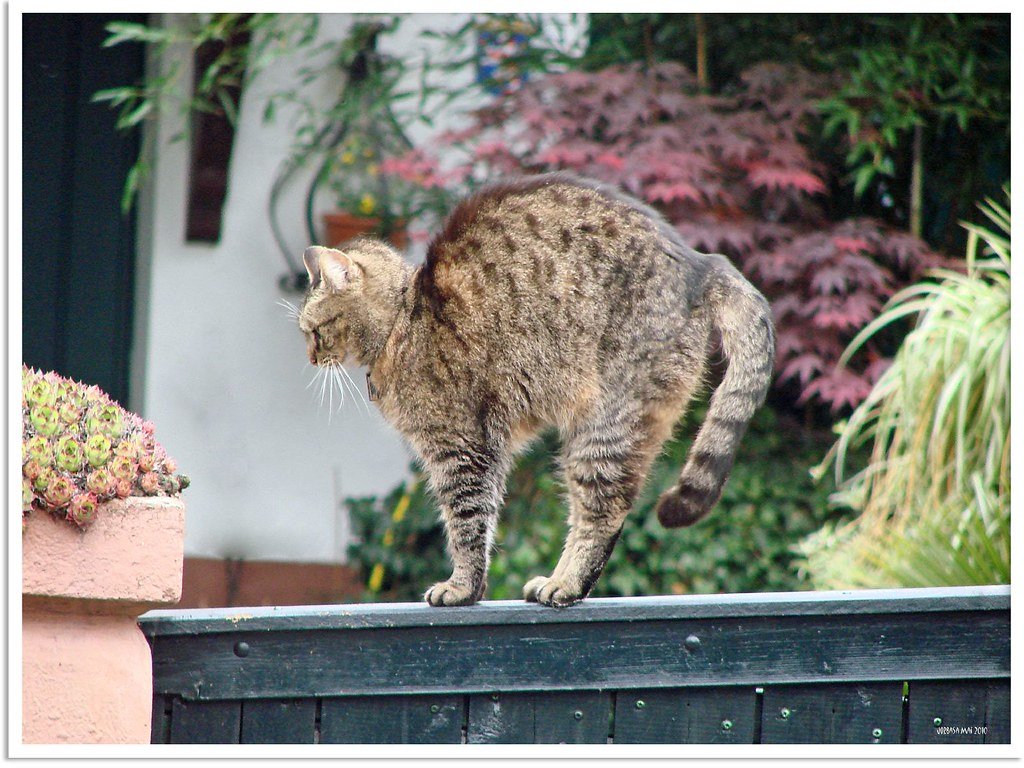 8. Your Cat Arches Its Back and Puffs Up Near You During Tense Moments