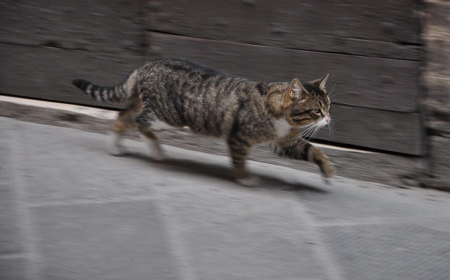 It’s Not “Just Being Silly” – It’s Instinct Kicking In