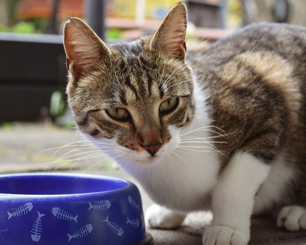 Your Cat's Brain is Wired to Distrust Standing Water